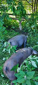 Unsere Schweine